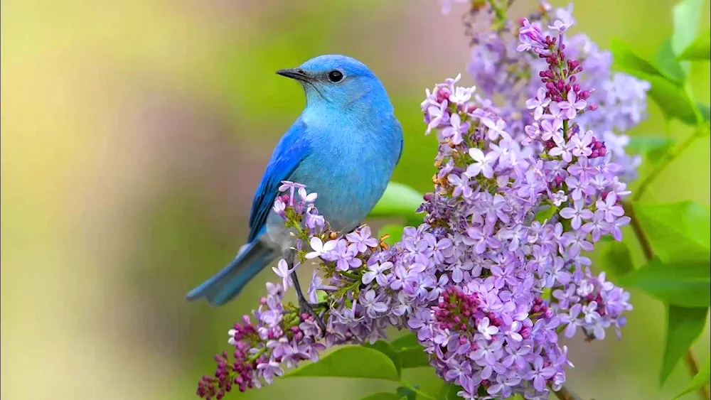 Flowers and birds