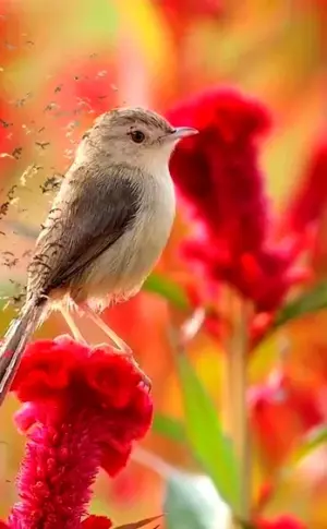 Flowers and birds