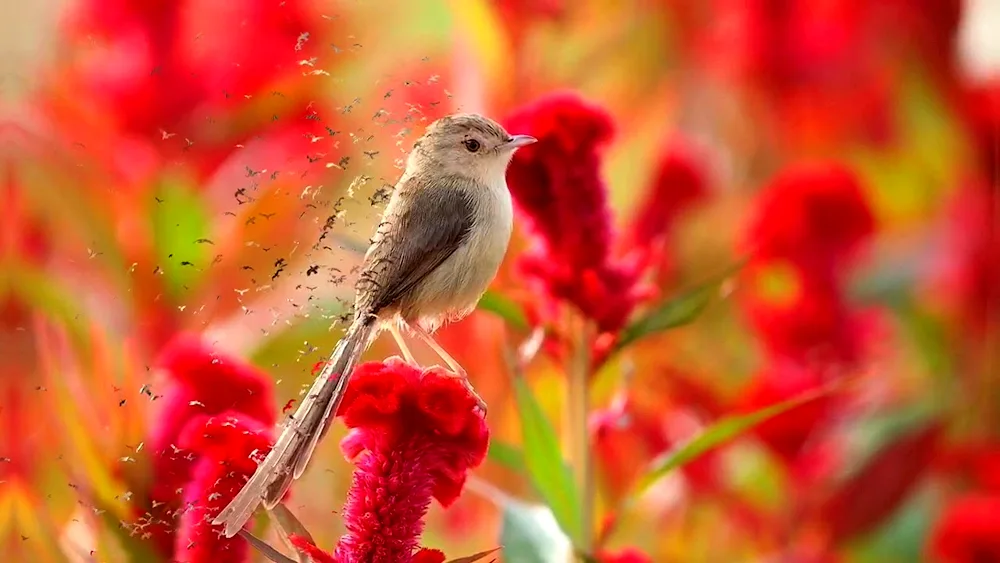 Flowers and birds