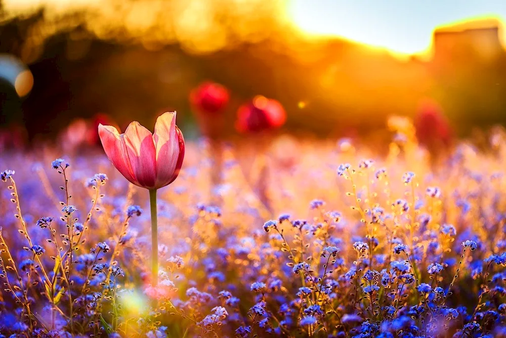 Flowers and sunshine