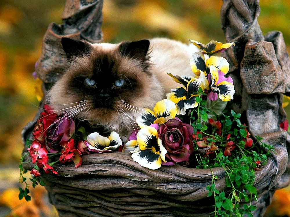 Cats and flowers