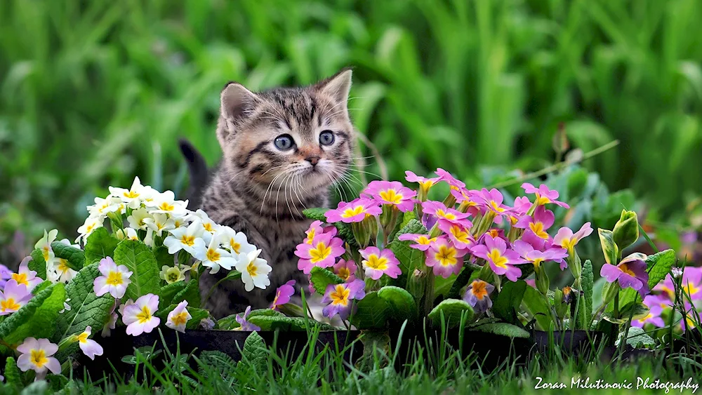 Cat with flowers