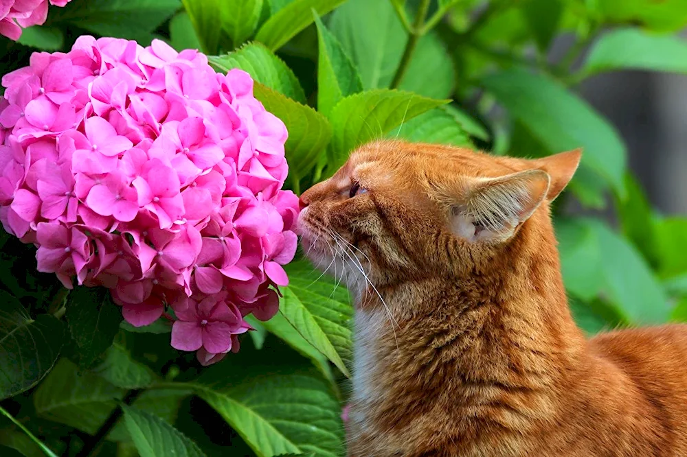 Flowers and animals