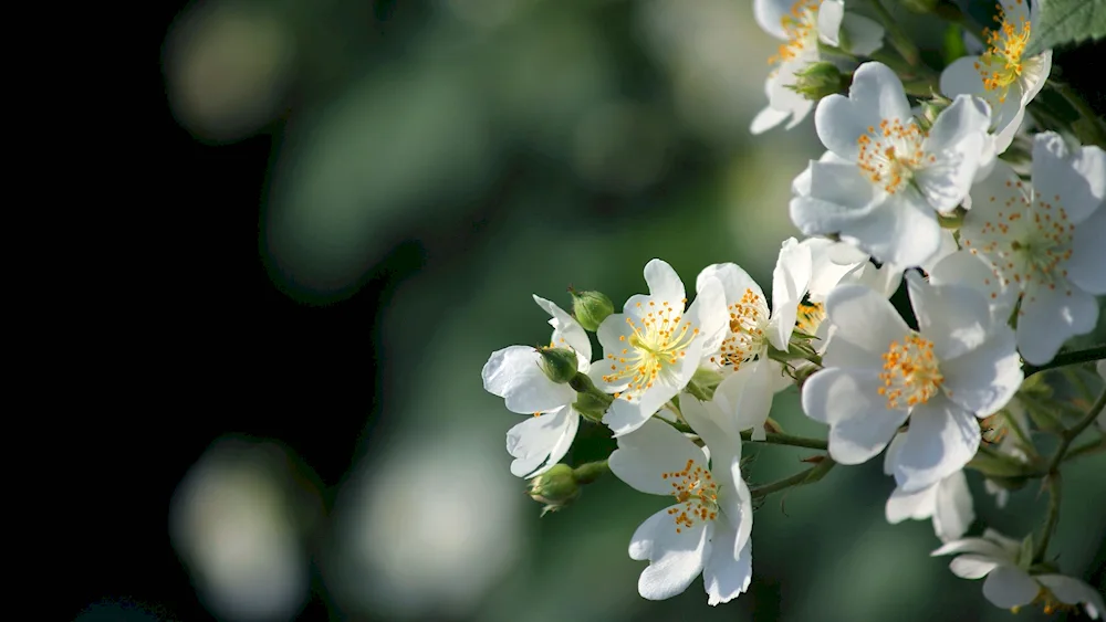 Blooming apple tree