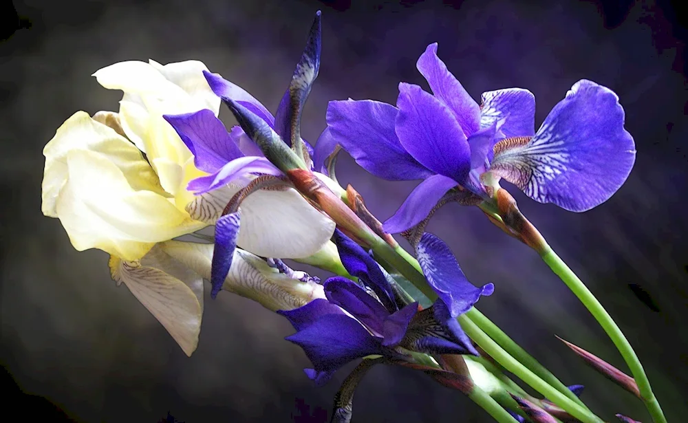 Iris flowers