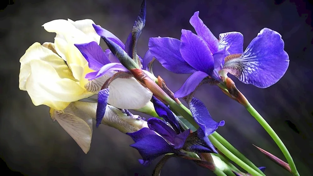 Iris bulbous Xiphium