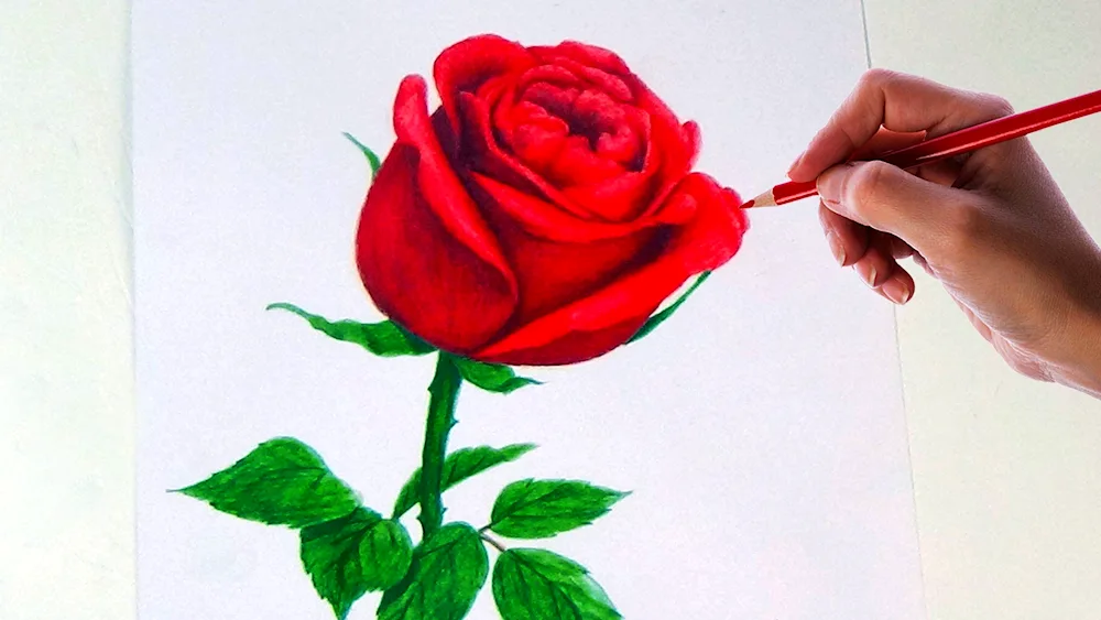 Pencil drawing