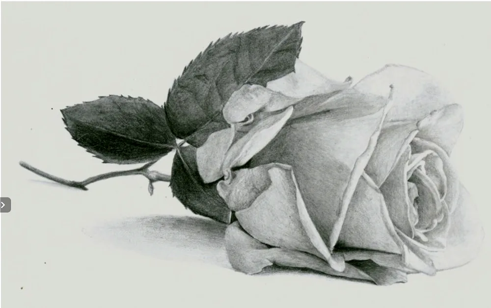 Pencil drawing