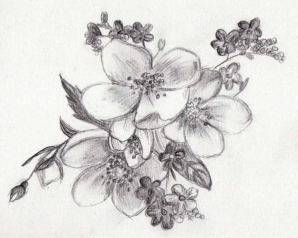 Peony thin-leaved pencil colouring