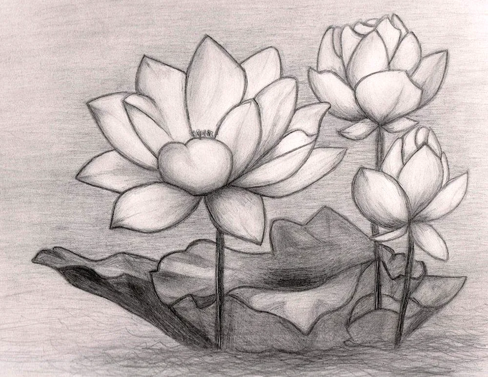 Flowers drawing