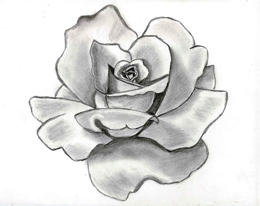 Flower pictures