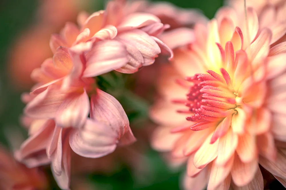 Chrysanthemum alexandrite