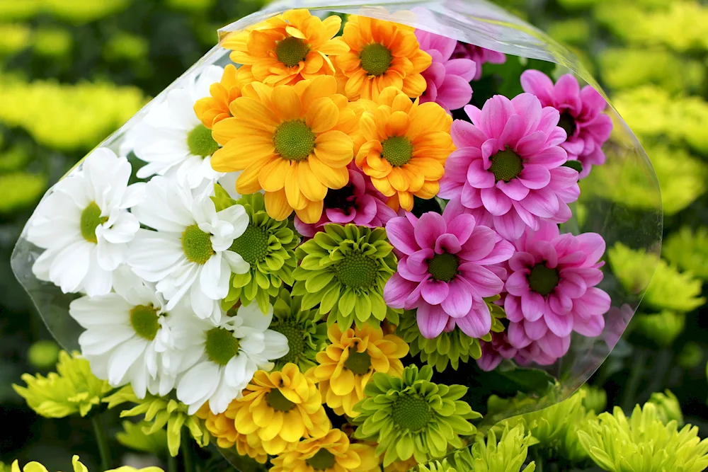 Chrysanthemum flowers