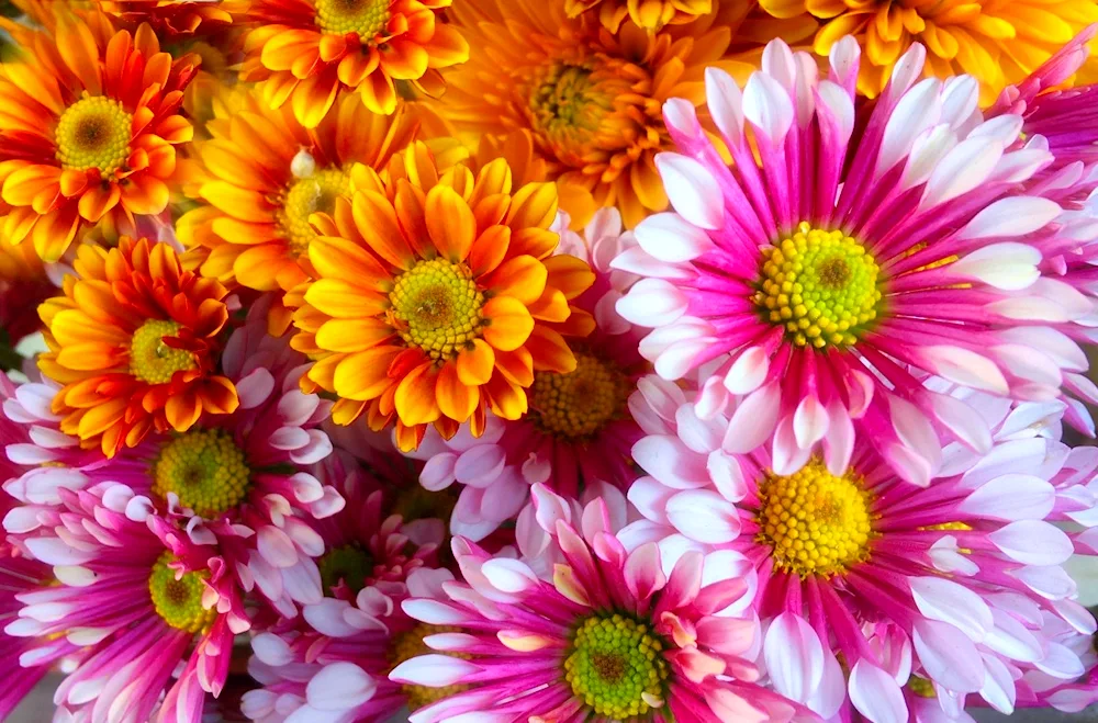 Chrysanthemum multiflora spherical bed