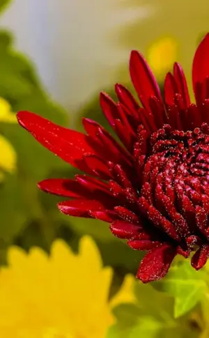 Chrysanthemum flowers