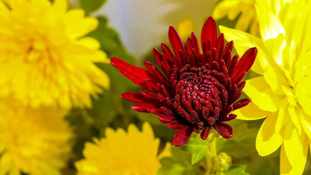 Chrysanthemum flowers