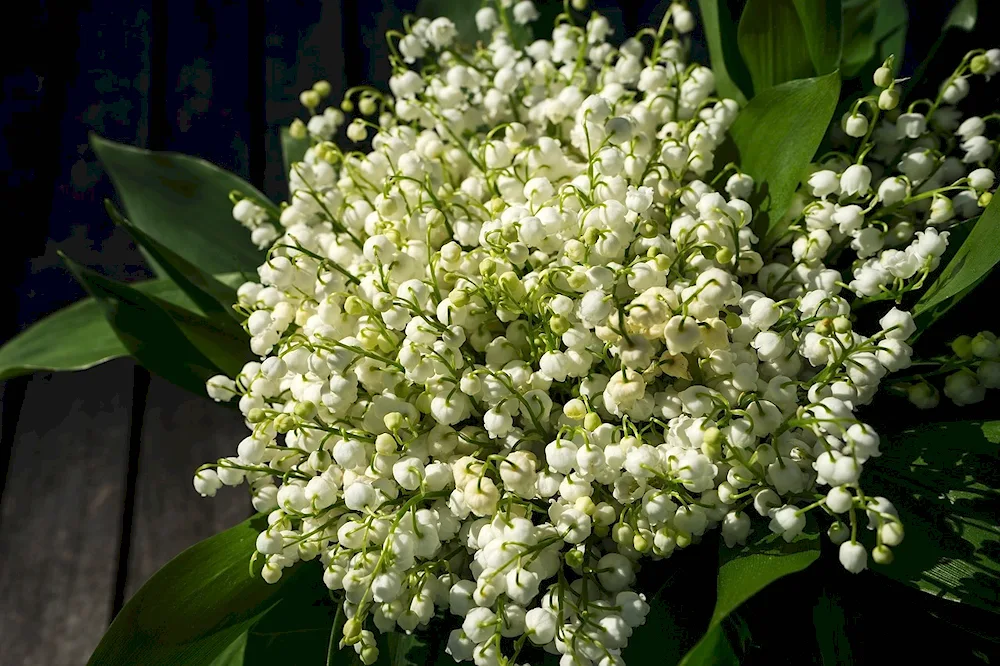Lily of the valley