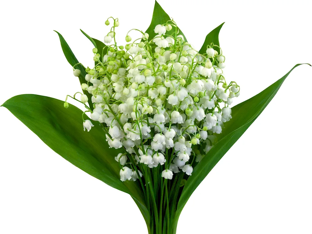 Landdishes and snowdrops