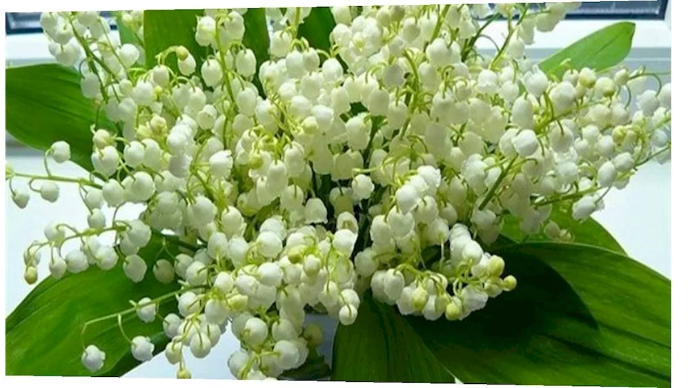 Silver lily and lily of the valley