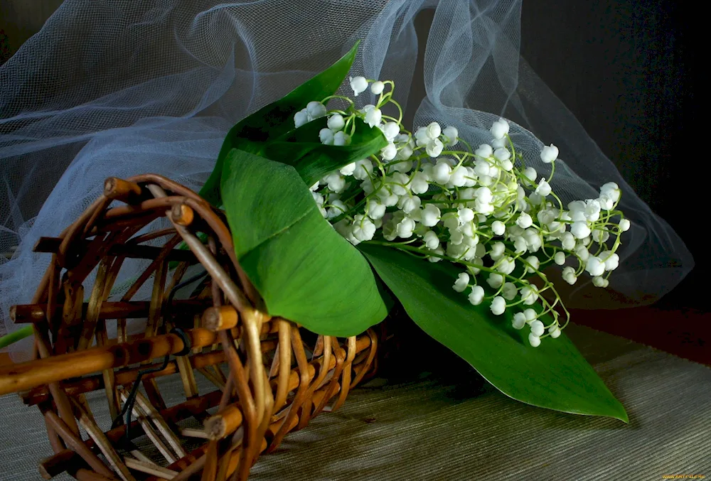 Jasmine Lily of May