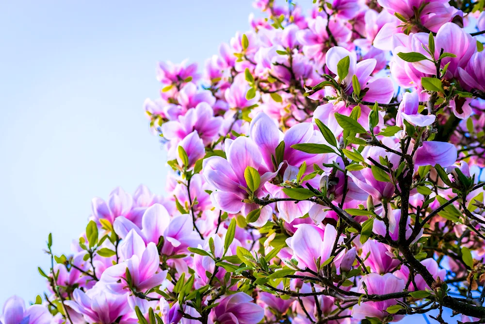 Pink flowers