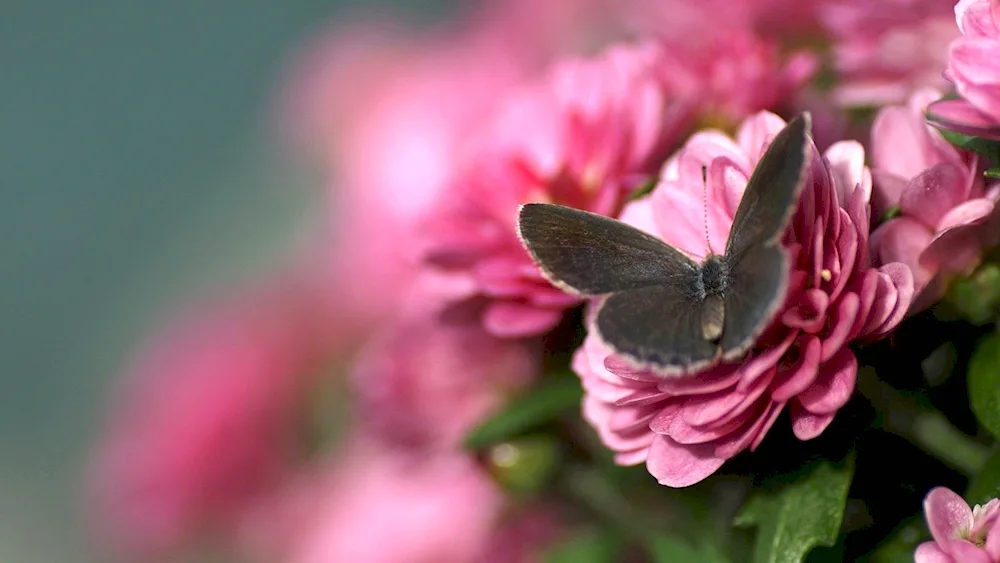 Macro flowers