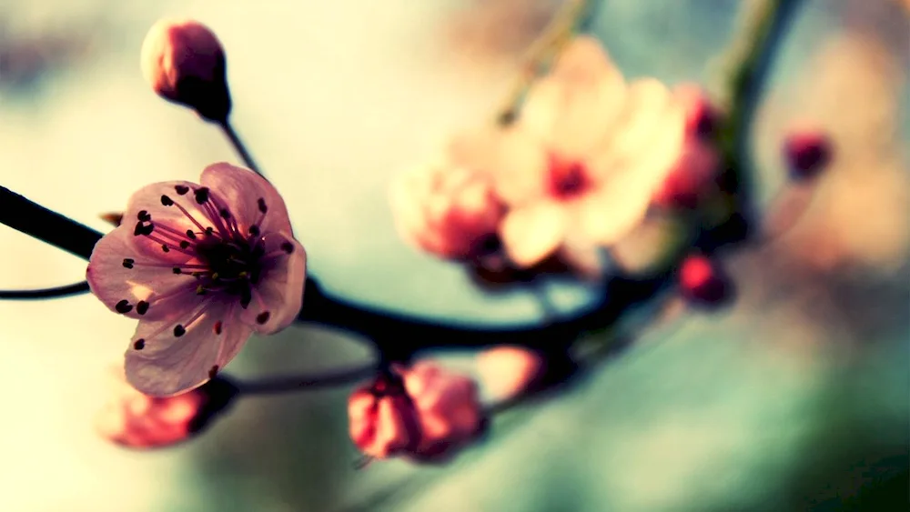 Flowers Macro shot