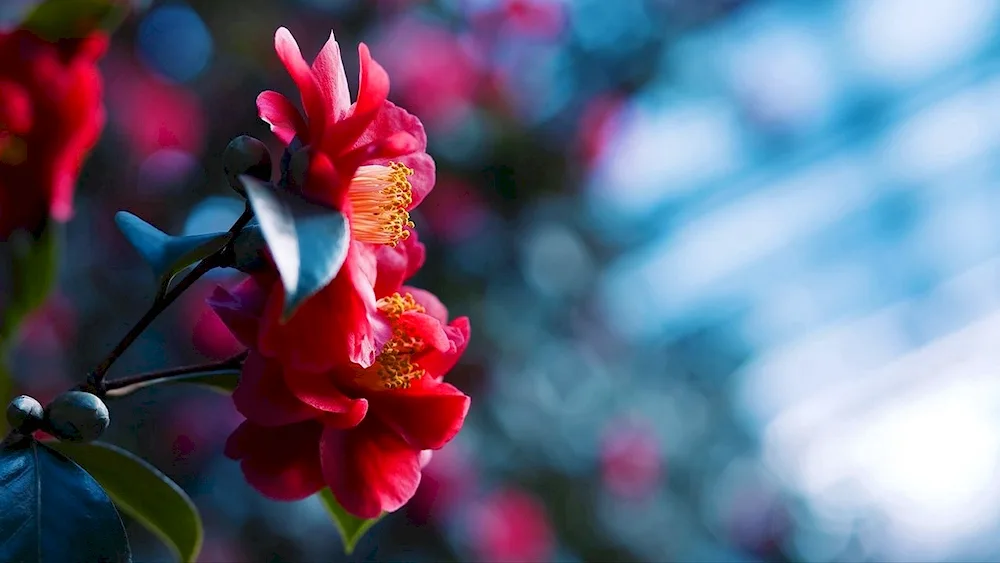 Macrophotography flowers