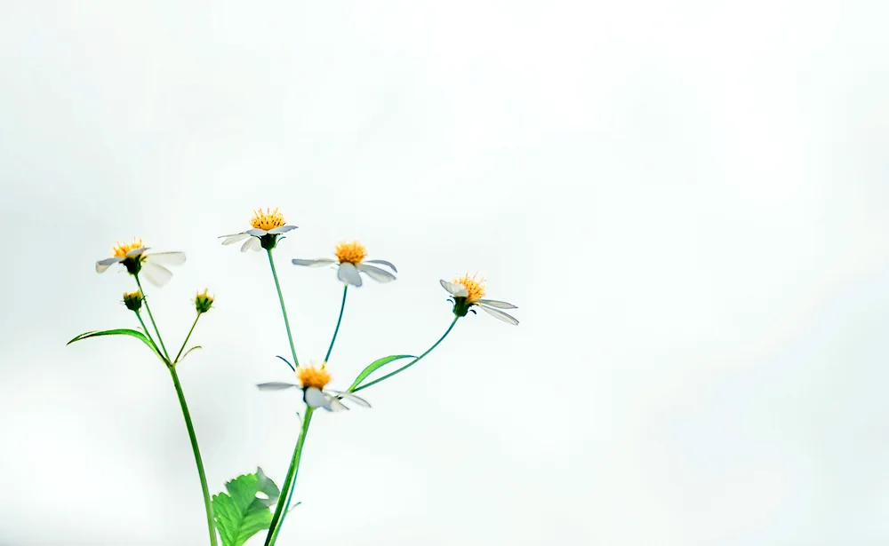 Daisy Flowers
