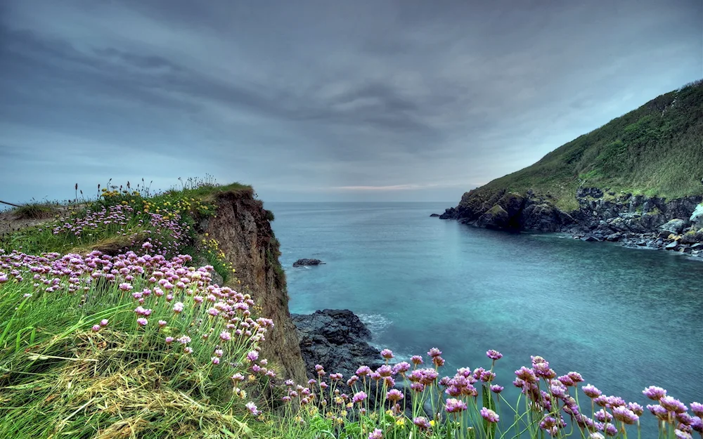 Flowers sea Portugal Cape