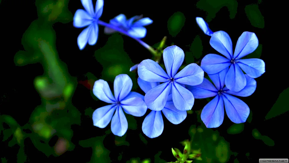 Lilac flowers