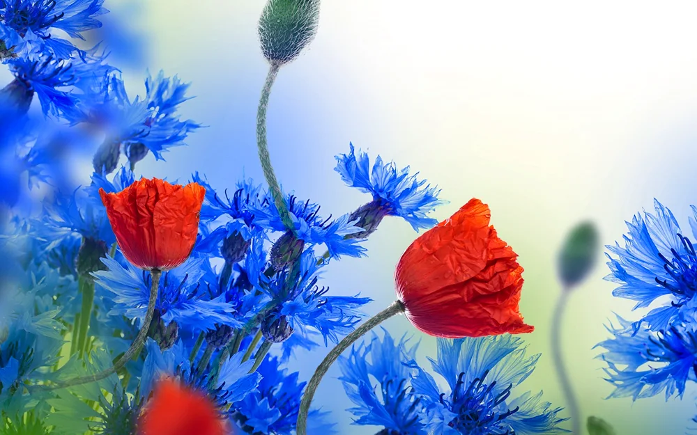 Flowers on a blue background