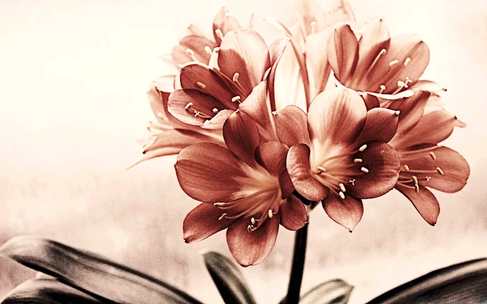 Flowers on a brown background