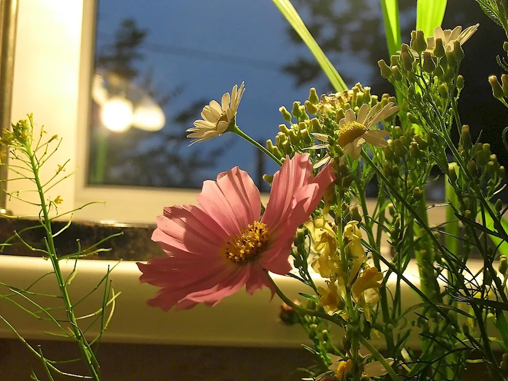 Spring flowers at night