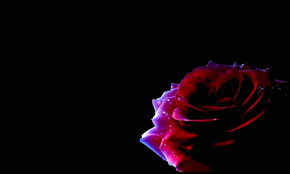 Roses on a dark background