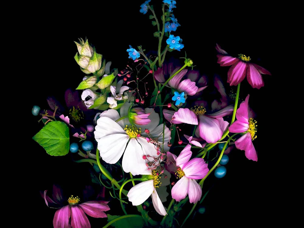 Flowers on dark background