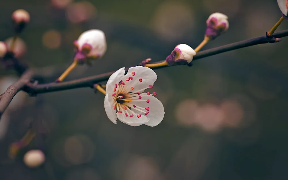 Flowers. on a branch