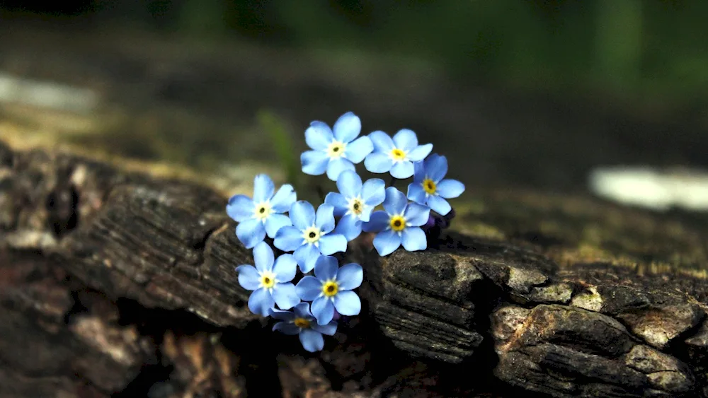 Flowers of forget-me-nots