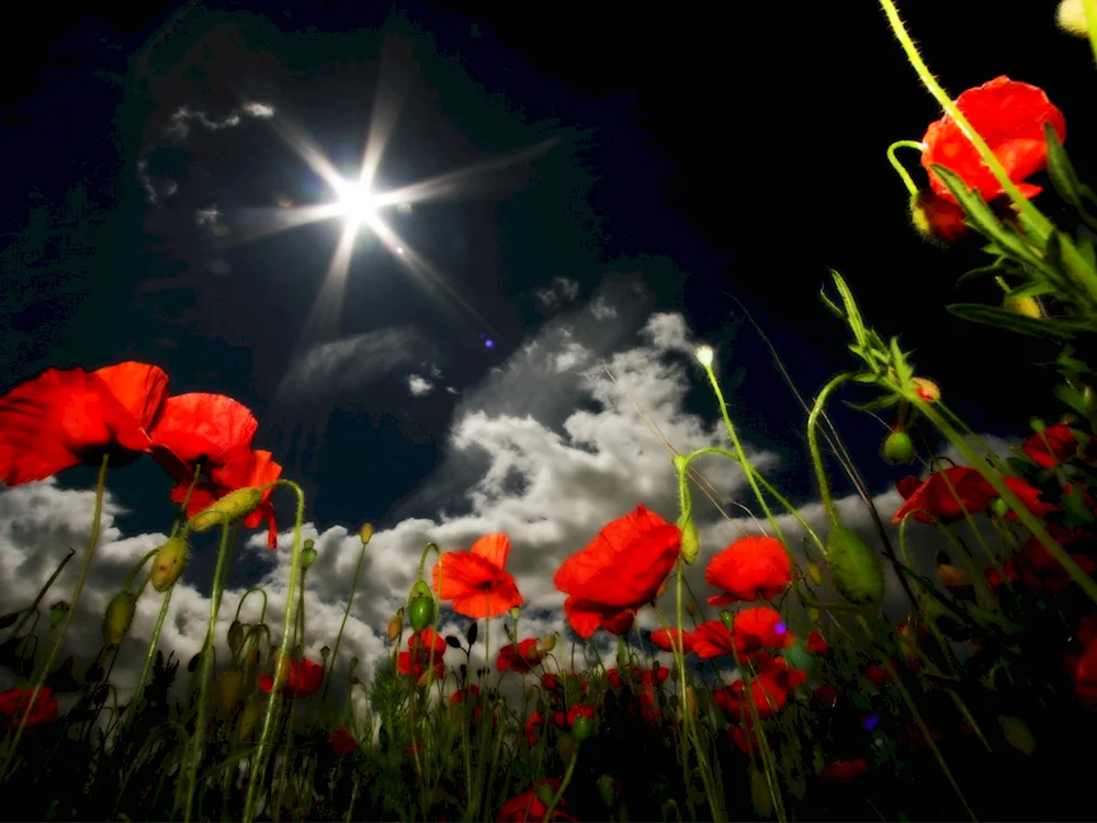 Night flowers