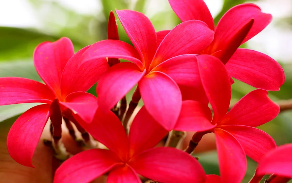 Plumeria frangipani