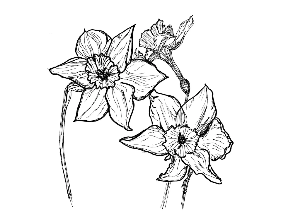 Flowers pencil background