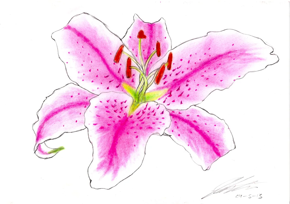 Flowers drawing