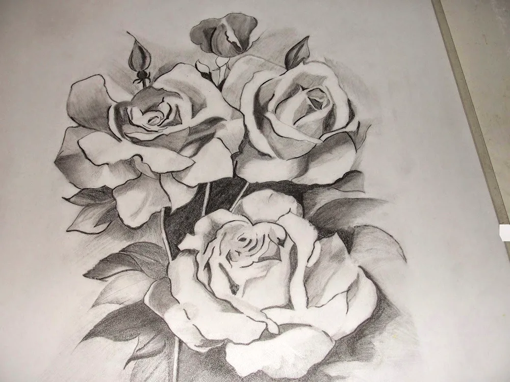 Flowers pencil drawing