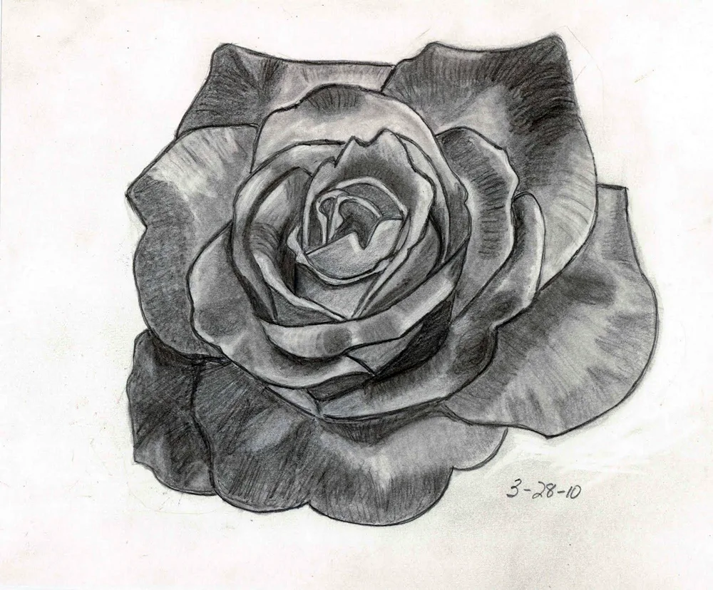 Rose for drawing