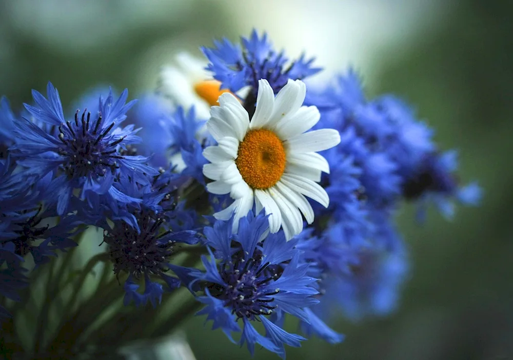 Prokudin-. Gorsky cornflowers in rye