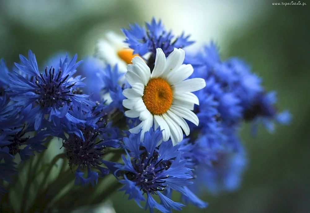 Flowers daisies and cornflowers