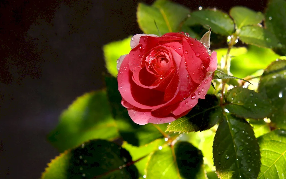 Rose flowers