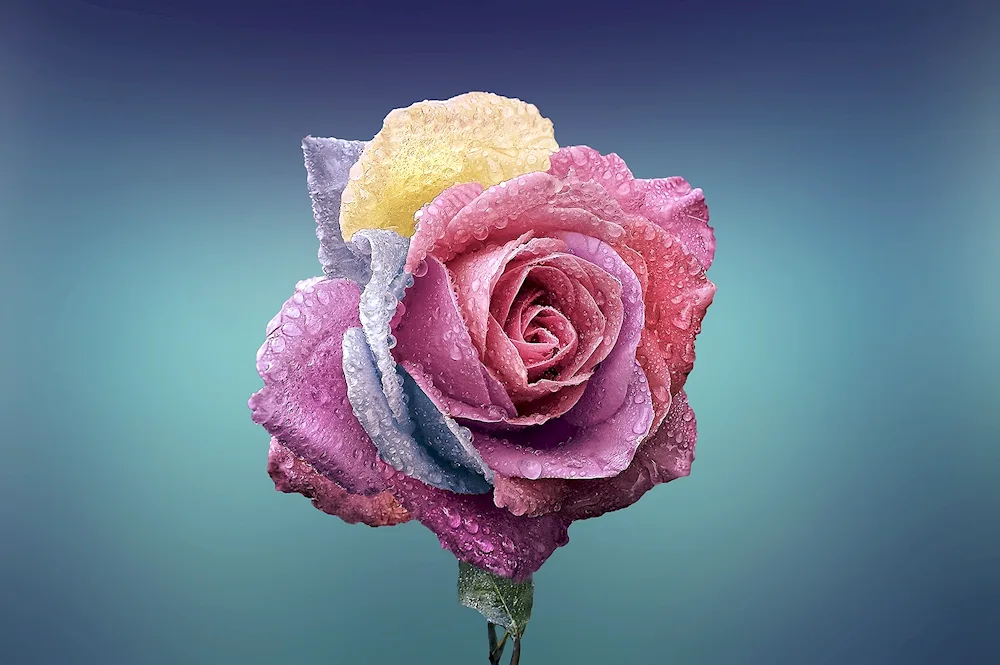 Rainbow rose