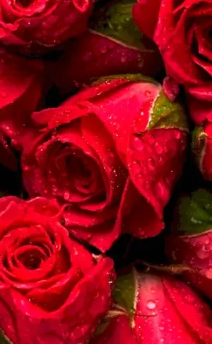 Rose Flowers