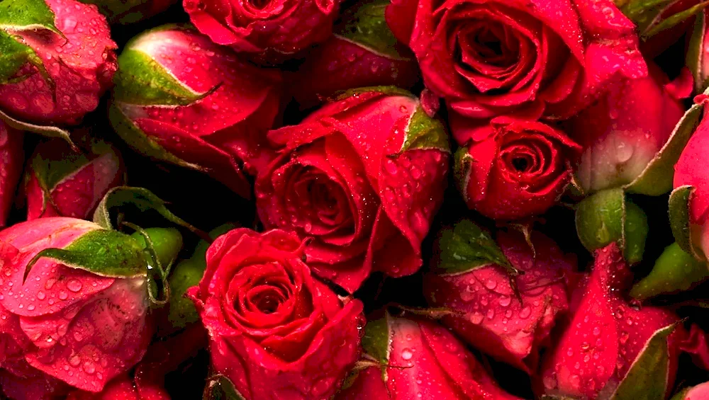Rose Flowers